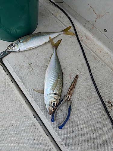 マアジの釣果