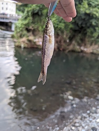 アブラハヤの釣果