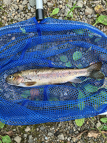 ニジマスの釣果