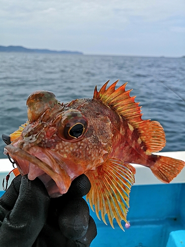 ガシラの釣果