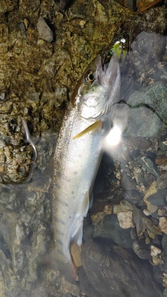 アマゴの釣果