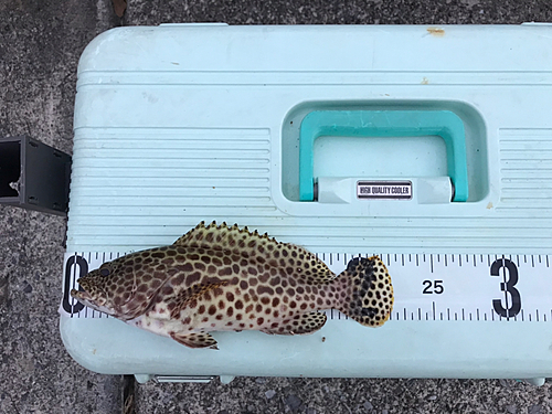 カンモンハタの釣果