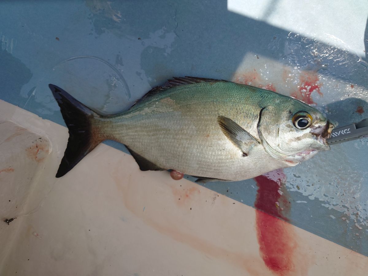 相模のTakaさんの釣果 3枚目の画像