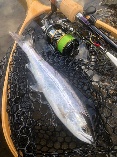 アマゴの釣果