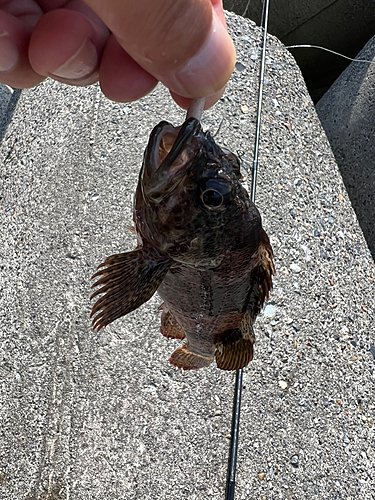 ソイの釣果