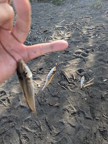 キスの釣果