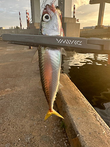 サバの釣果