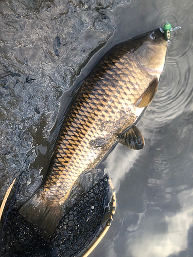 コイの釣果