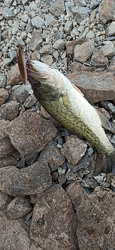 ラージマウスバスの釣果