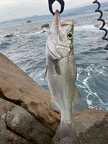 ヒラスズキの釣果