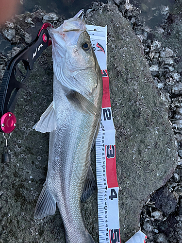 シーバスの釣果