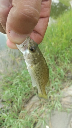 ラージマウスバスの釣果