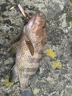 オオモンハタの釣果