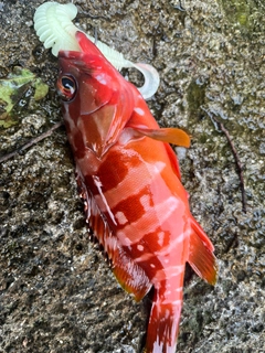 アカハタの釣果