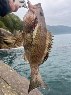 オオモンハタの釣果