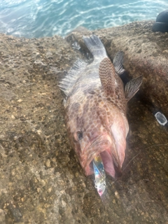 オオモンハタの釣果