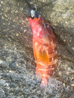 アカハタの釣果