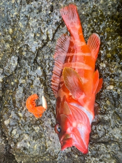 アカハタの釣果