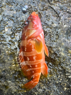 アカハタの釣果