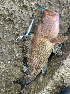 オオモンハタの釣果