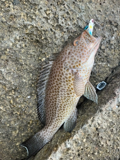 オオモンハタの釣果