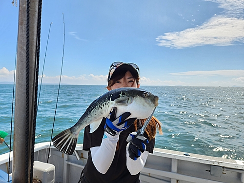 トラフグの釣果