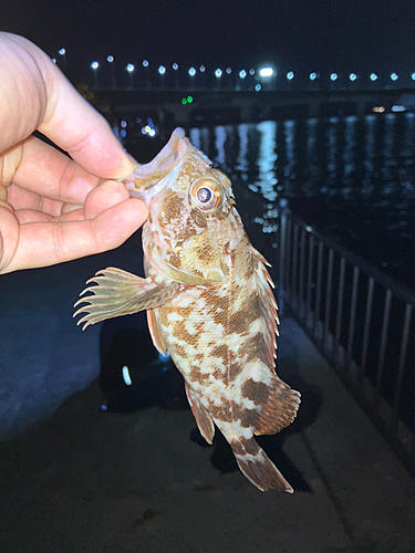 カサゴの釣果