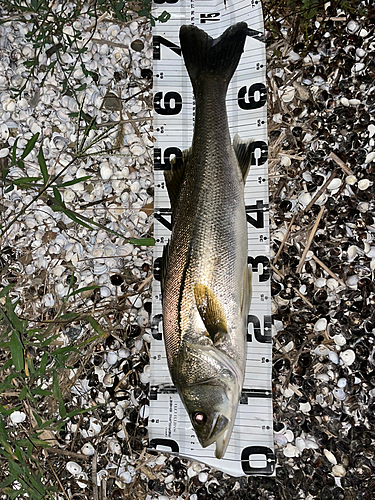 シーバスの釣果