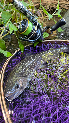 ニッコウイワナの釣果