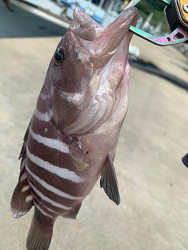 マハタの釣果