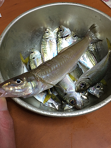 キスの釣果