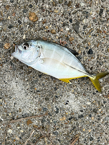 シマアジの釣果