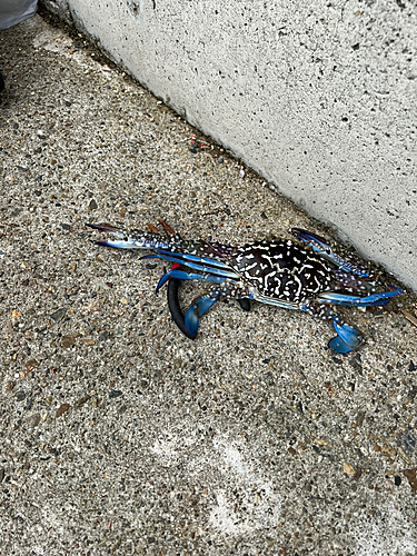 タイワンガザミの釣果