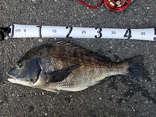 クロダイの釣果