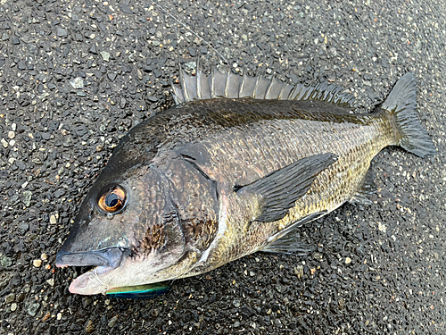 チヌの釣果