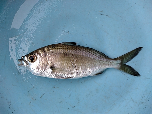 クロサギの釣果