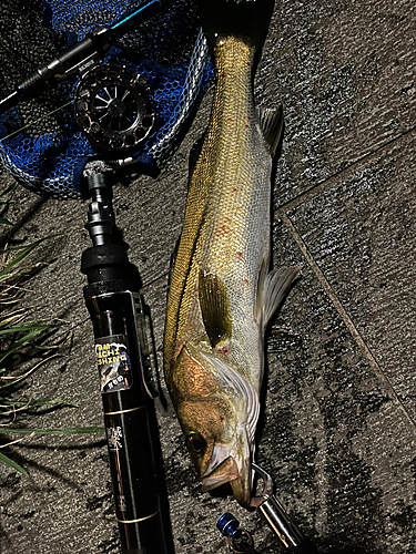 シーバスの釣果