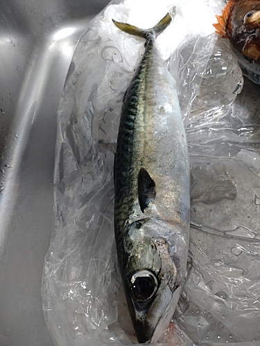 サバの釣果