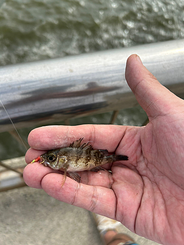 メバルの釣果