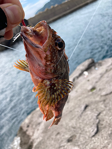 カサゴの釣果