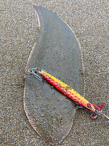 シタビラメの釣果