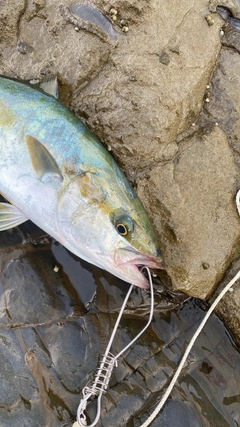 ヒラマサの釣果