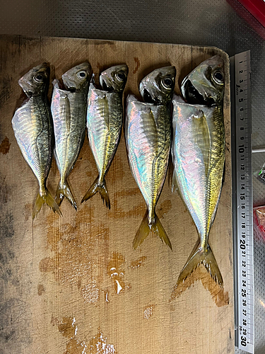 アジの釣果