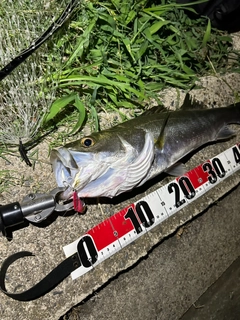シーバスの釣果
