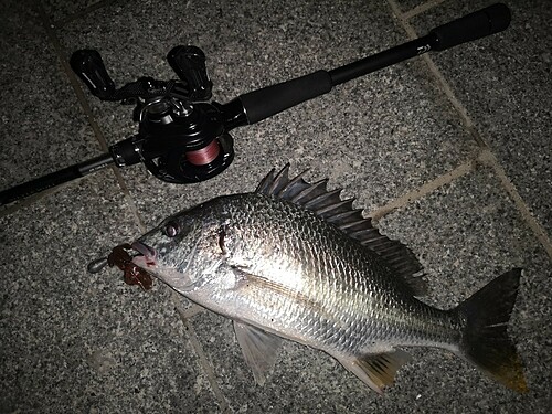 キビレの釣果