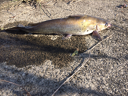 アメリカナマズの釣果