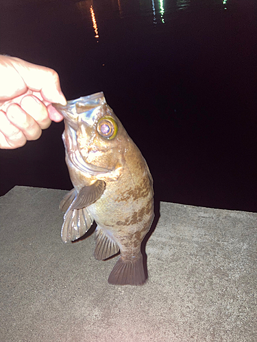 メバルの釣果