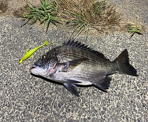 クロダイの釣果