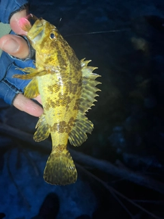 タケノコメバルの釣果