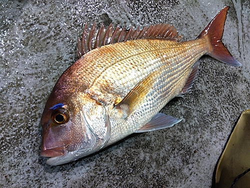 マダイの釣果